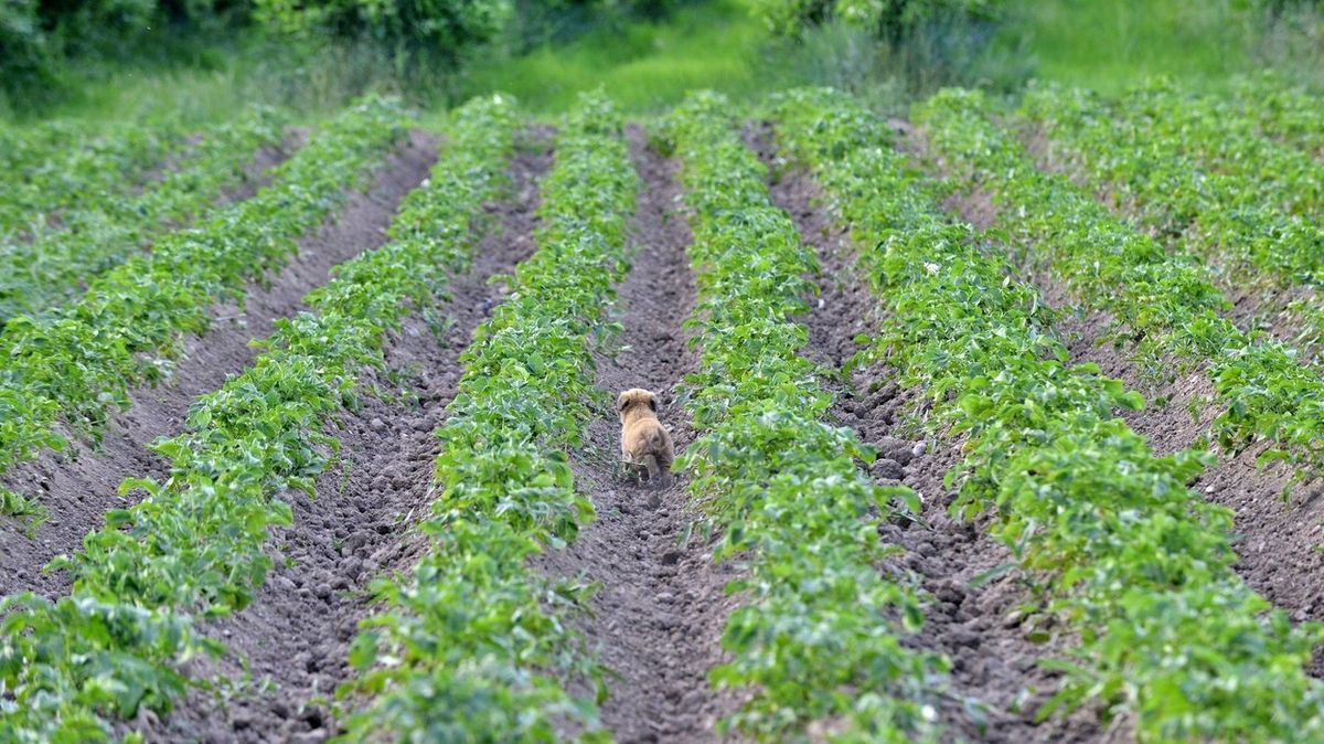 Malé štěně pomáhalo sázet brambory